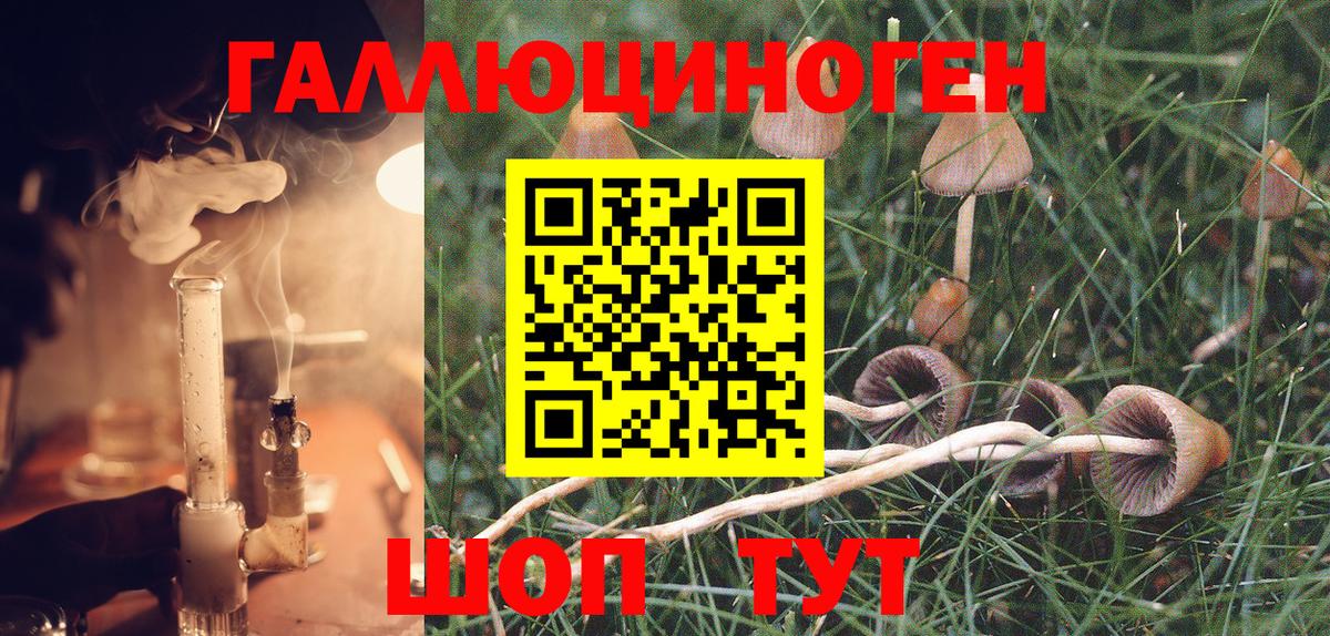 Галлюциногенные грибы Psilocybe Новочеркасск